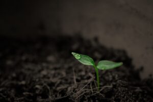 plant g1ac4190f0 640