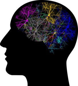 Our brains are remarkable organs that direct our cognitive and emotional responses to life.